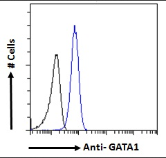Goat anti-GATA1 Antibody