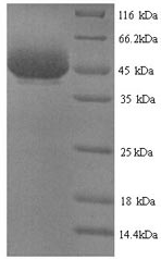 Yeast zot protein