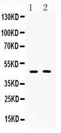 Protein C inhibitor/SERPINA5 Antibody