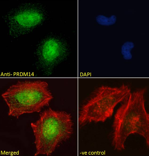 Goat anti-PRDM14 (aa414-427) Antibody