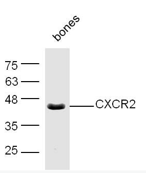 CXCR2 antibody