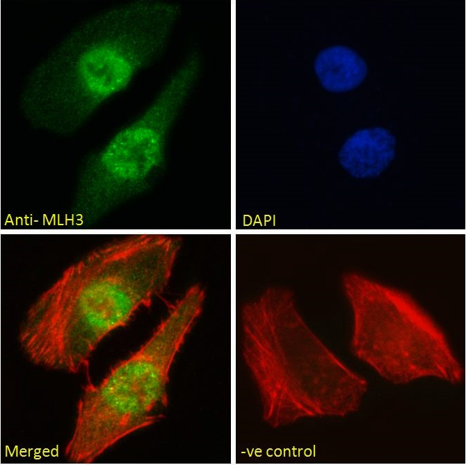 Goat anti-MLH3 Antibody