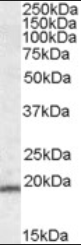 Goat anti-ASC / TMS1 Antibody