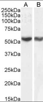 Goat anti-RNF8 Antibody