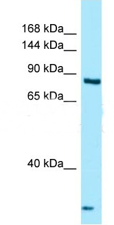THADA antibody