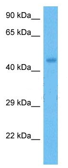 IFI203 antibody