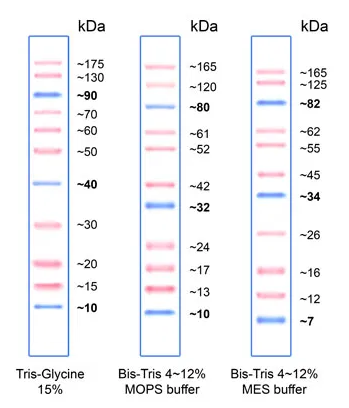 PiNK Plus Prestained Protein Ladder