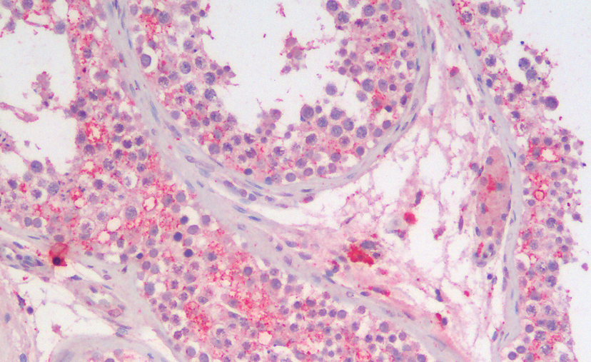 Goat anti-Sgta (mouse aa84-97) Antibody