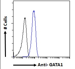 GATA1 antibody