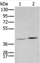 HOXA2 Antibody