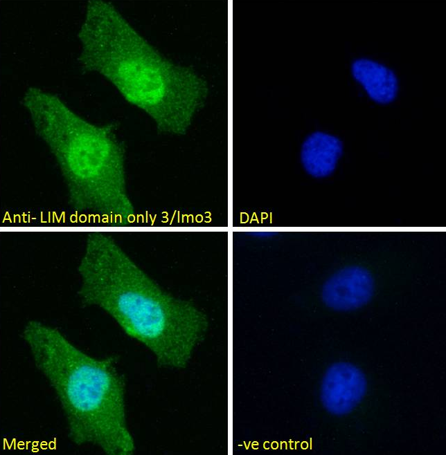 Goat anti-LIM domain only 3 / lmo3 Antibody
