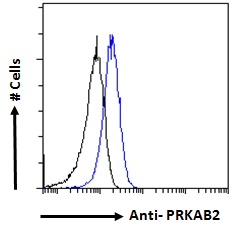 PRKAB2 antibody