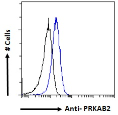 Goat anti-PRKAB2 Antibody