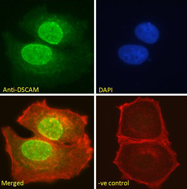 Goat anti-DSCAM Antibody