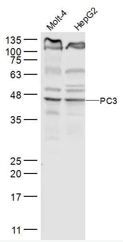 ARP1B antibody