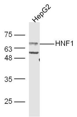 HNF 1 alpha antibody