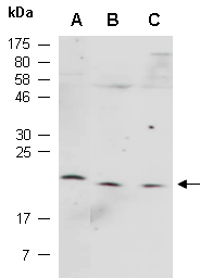 CST7 antibody