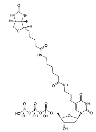 Biotin-11-dUTP