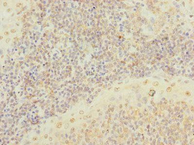 SCRG1 Antibody