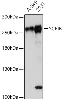 SCRIB antibody