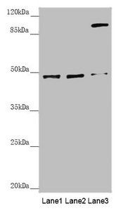 SCRN2 antibody