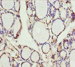 SCRN2 Antibody