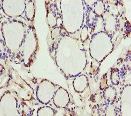 SCRN2 antibody