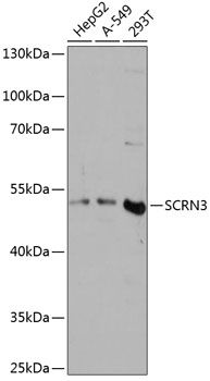 SCRN3 antibody