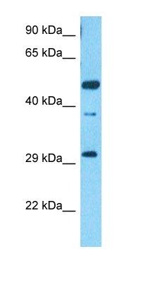 SCRT2 antibody