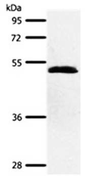 SCTR Antibody