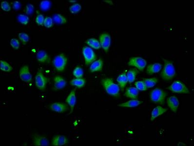 SCUBE1 antibody