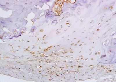 SCUBE3 Rabbit Polyclonal Antibody