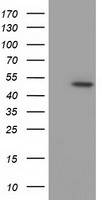 SCY1 like 3 (SCYL3) antibody