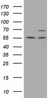 SCY1 like 3 (SCYL3) antibody