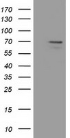 SCY1 like 3 (SCYL3) antibody