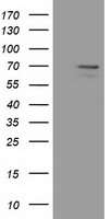 SCY1 like 3 Antibody