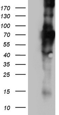 SCYL1BP1 (GORAB) antibody