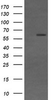 SCYL1BP1 Antibody