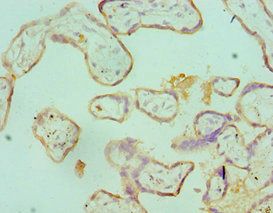 SDC1 Antibody