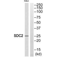 SDC2 antibody