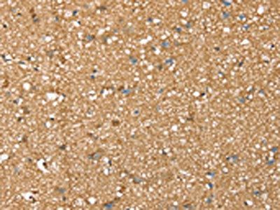 SDC3 Antibody
