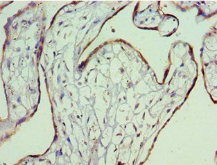 SDC4 antibody