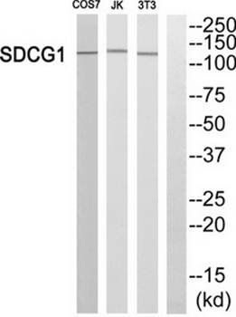 SDCG1 antibody