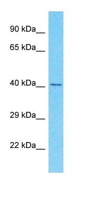 SDE2 antibody