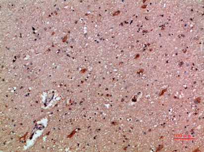CXCL12 Antibody