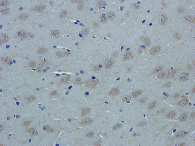 SDF1 antibody