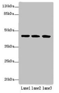 SDF4 antibody