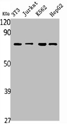 SDHA Antibody