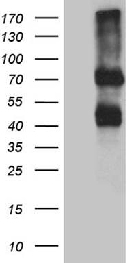 SDHAF1 antibody