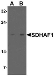 SDHAF1 Antibody